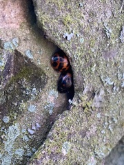 Harmonia axyridis