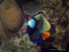 Pomacanthus imperator