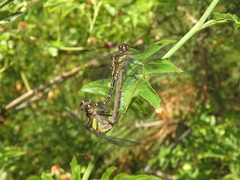 Neogomphus edenticulatus