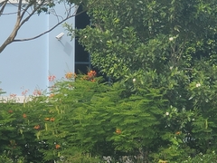 Caesalpinia pulcherrima