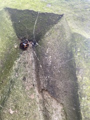 Harmonia axyridis