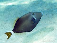 Sufflamen albicaudatum