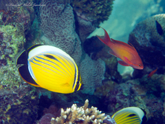Chaetodon austriacus