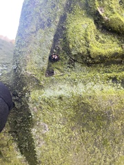 Harmonia axyridis