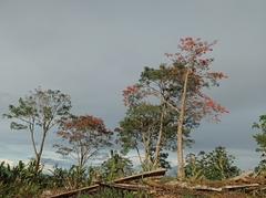 Erythrina poeppigiana
