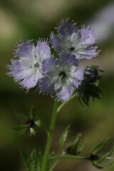Phacelia purshii