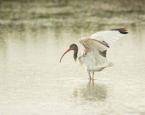 Ibis blanc