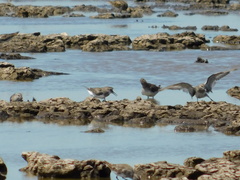 Calidris bairdii