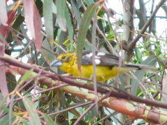 Pheucticus chrysogaster