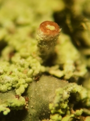 Cladonia caespiticia