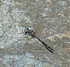 Macrothemis celeno