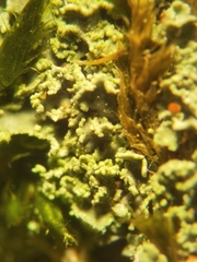 Cladonia caespiticia