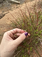 Crocanthemum aldersonii