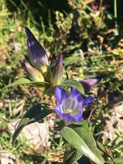 Gentiana spathacea
