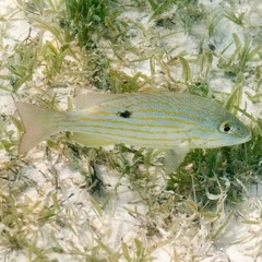 Lutjanus synagris