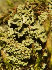 Cladonia caespiticia