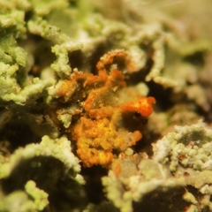 Cladonia caespiticia