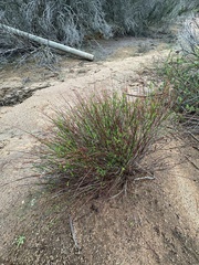 Crocanthemum aldersonii