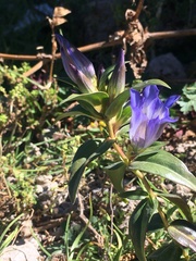 Gentiana spathacea