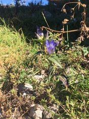 Gentiana spathacea