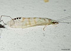 Nectopsyche exquisita