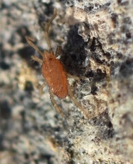 Smarididae