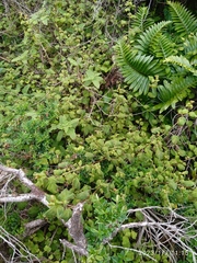 Fuchsia perscandens
