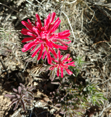 Castilleja angustifolia