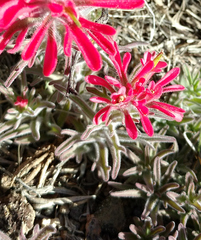 Castilleja angustifolia