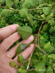 Fuchsia perscandens