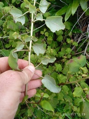 Fuchsia perscandens