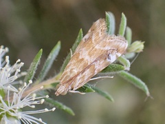 Hellula hydralis