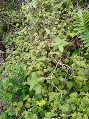 Fuchsia perscandens