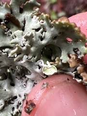 Hypogymnia physodes