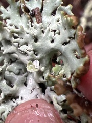 Hypogymnia physodes