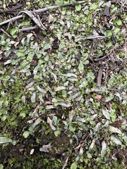 Targionia hypophylla