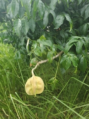 Majidea zanguebarica