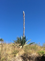 Agave salmiana