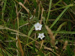 Convolvulus hermanniae