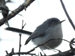 Polioptila nigriceps