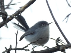 Polioptila nigriceps