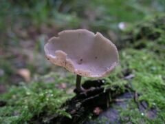 Helvella macropus