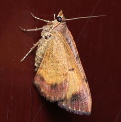 Chrysolarentia mecynata