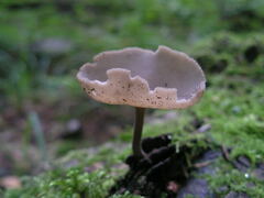 Helvella macropus