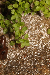 Stellaria media