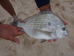 Archosargus rhomboidalis