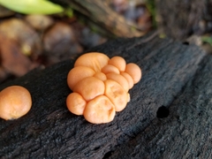 Lycogala