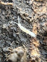 Symphyla