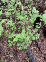 Ribes malvaceum malvaceum