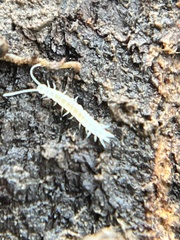 Symphyla